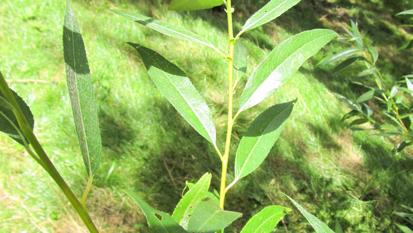Salix triandra liście