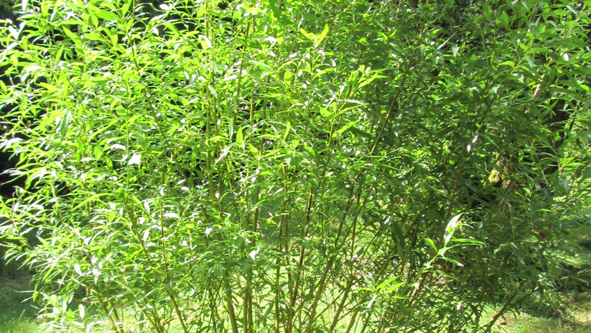Salix triandra krzewy soliterowe