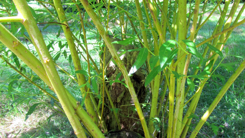 Salix triandra pędy