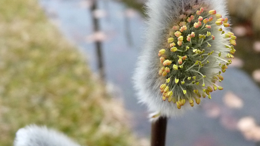Salix viminalis цветки