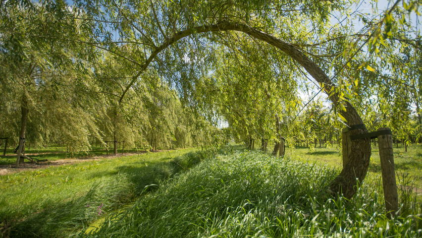 Salix x sepulcralis 'Chrysocoma' archway
