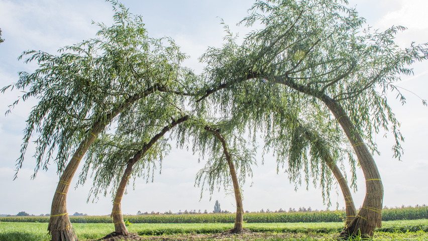 Salix x sepulcralis 'Chrysocoma' archway