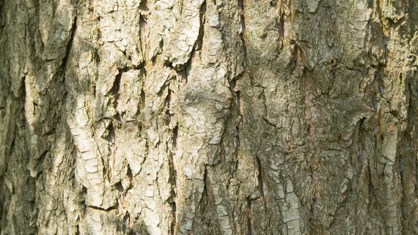 Salix x sepulcralis 'Chrysocoma' bark
