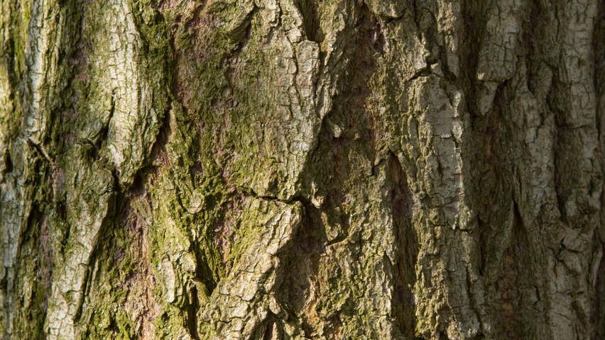 Salix x sepulcralis 'Chrysocoma' bark