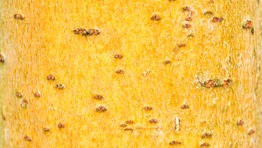 Salix x sepulcralis 'Chrysocoma' bark