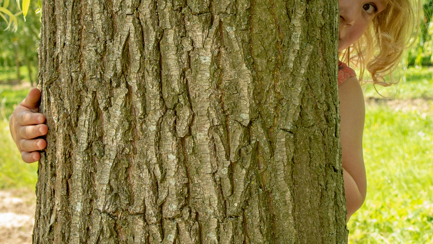 Salix x sepulcralis 'Chrysocoma' bark
