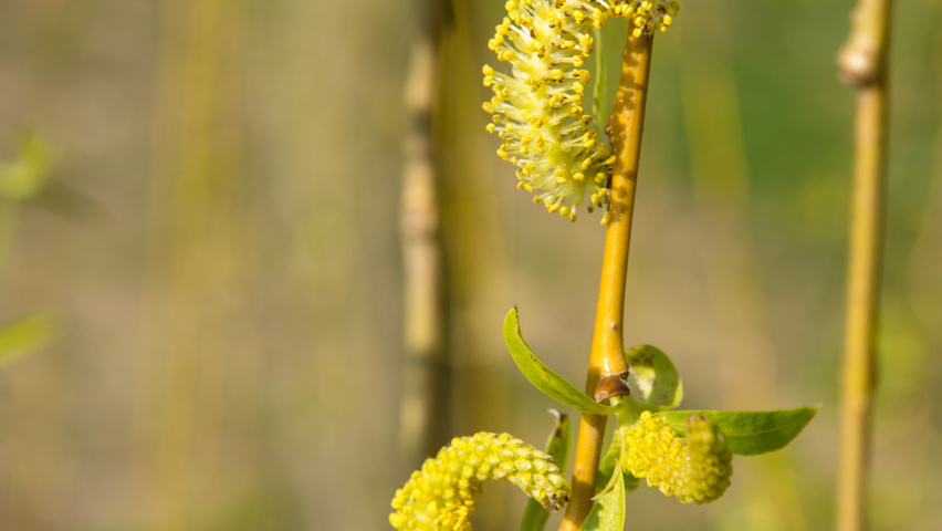 Salix x sepulcralis 'Chrysocoma' flowers