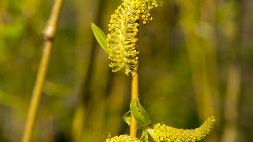Salix x sepulcralis 'Chrysocoma' flowers