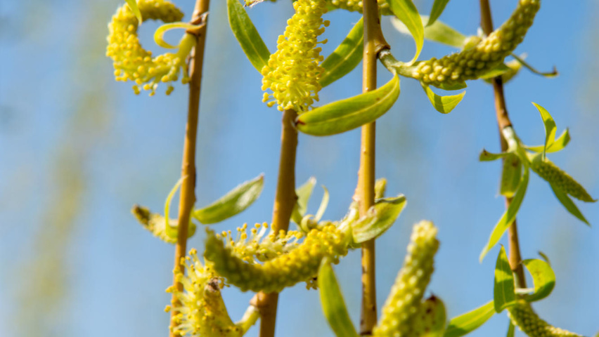 Salix x sepulcralis 'Chrysocoma' flowers