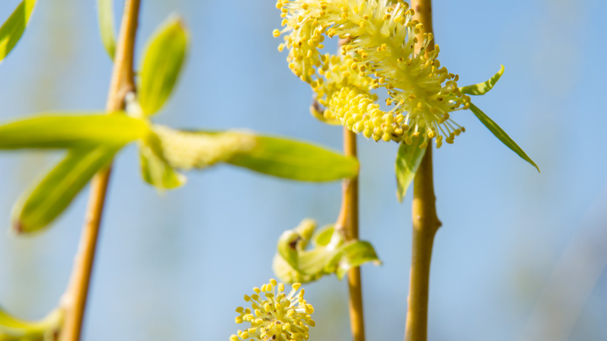 Salix x sepulcralis 'Chrysocoma' flowers