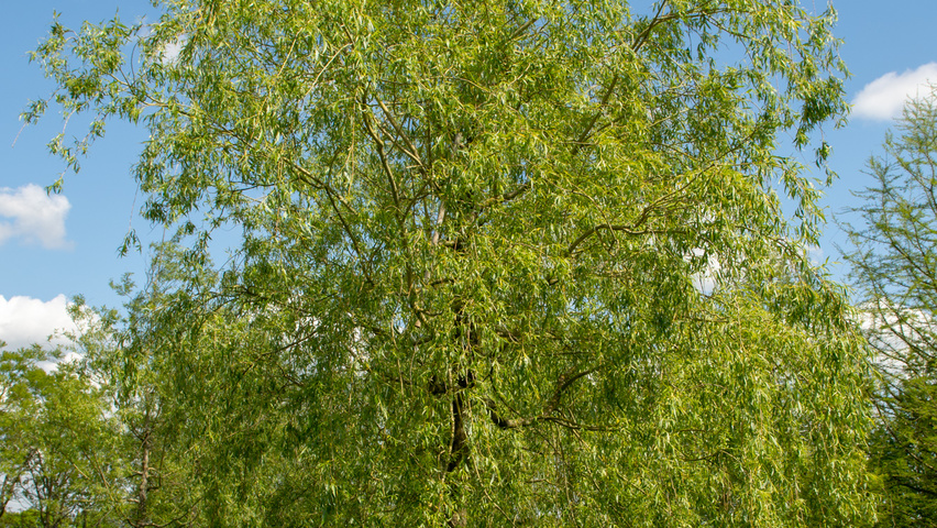 Salix x sepulcralis 'Chrysocoma' standard tree