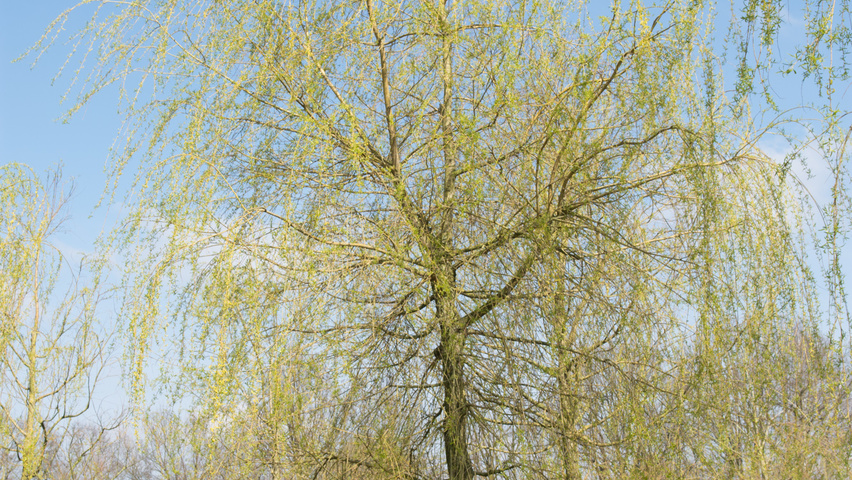 Salix x sepulcralis 'Chrysocoma' standard tree