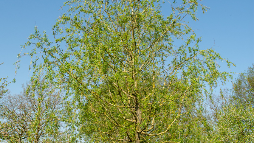 Salix x sepulcralis 'Chrysocoma' standard tree