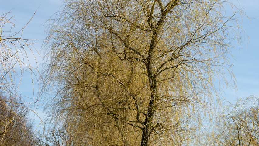 Salix x sepulcralis 'Chrysocoma' standard tree