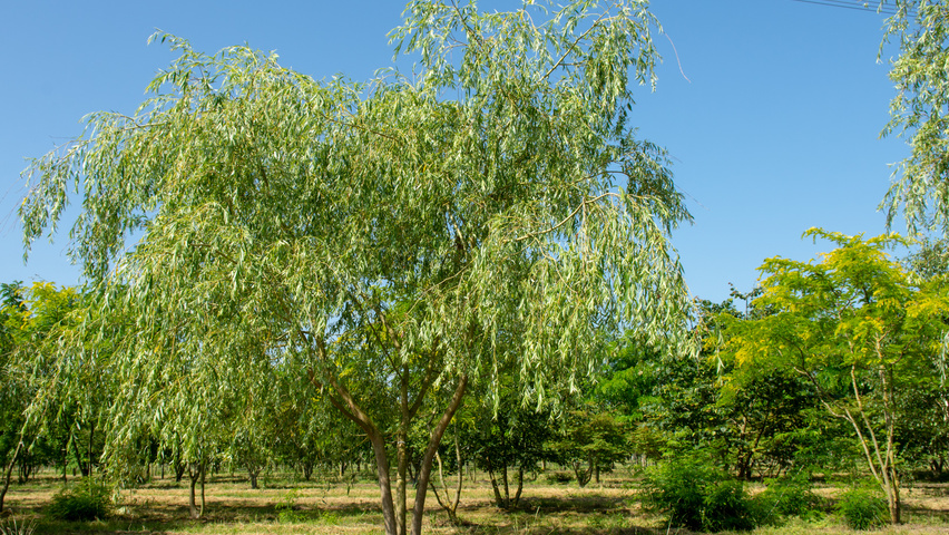 Salix x sepulcralis 'Chrysocoma' multi-stem umbrella
