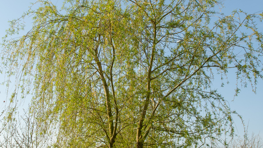 Salix x sepulcralis 'Chrysocoma' multi-stem umbrella