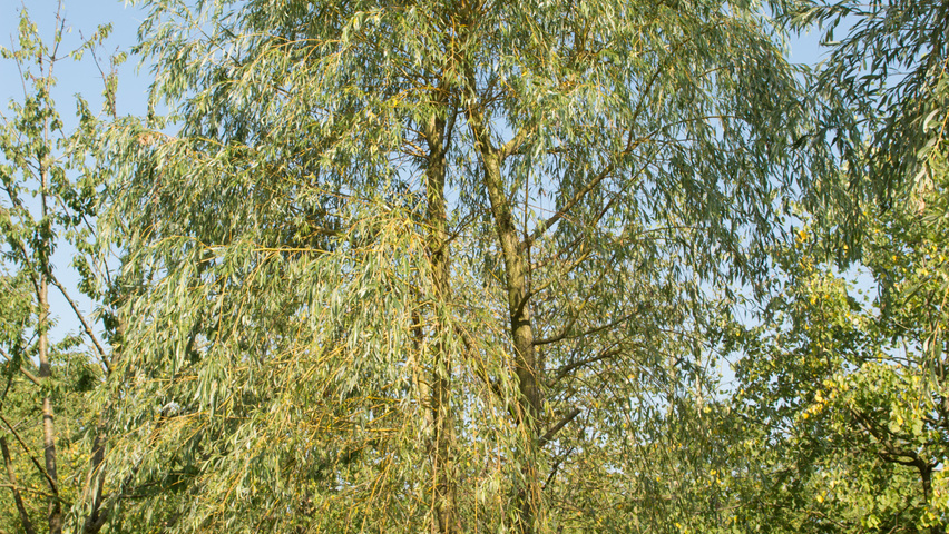 Salix x sepulcralis 'Chrysocoma' multi-stem umbrella