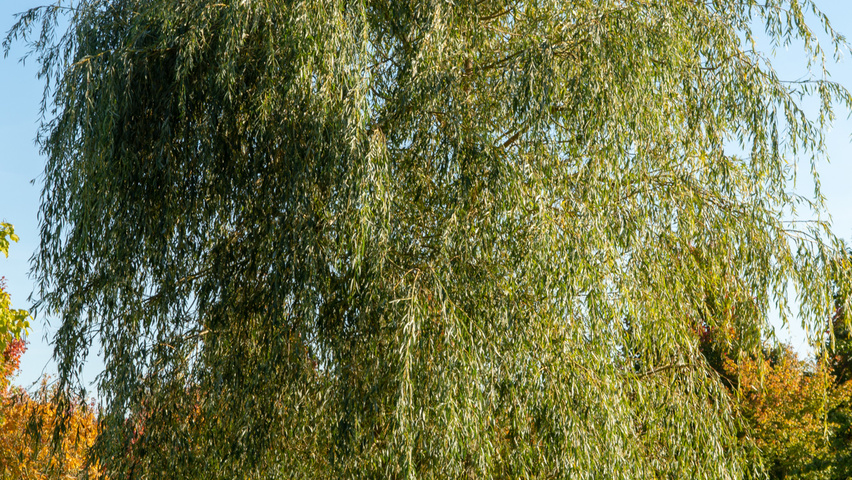 Salix x sepulcralis 'Chrysocoma' multi-stem umbrella