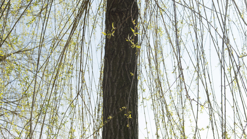 Salix x sepulcralis 'Chrysocoma' twigs