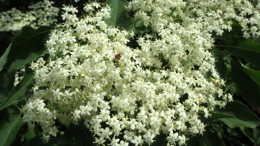 Sambucus nigra