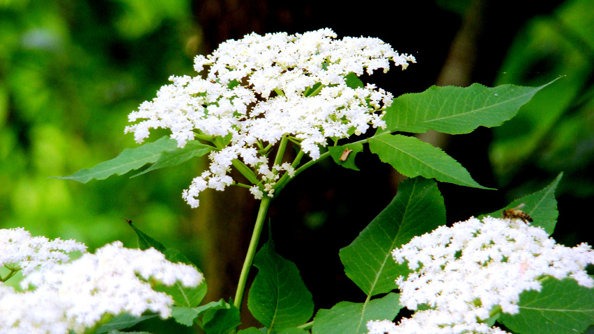 Sambucus nigra bloem