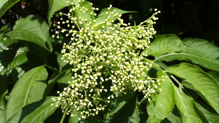 Sambucus nigra bloem