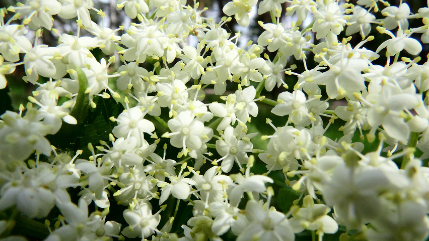 Sambucus nigra bloem