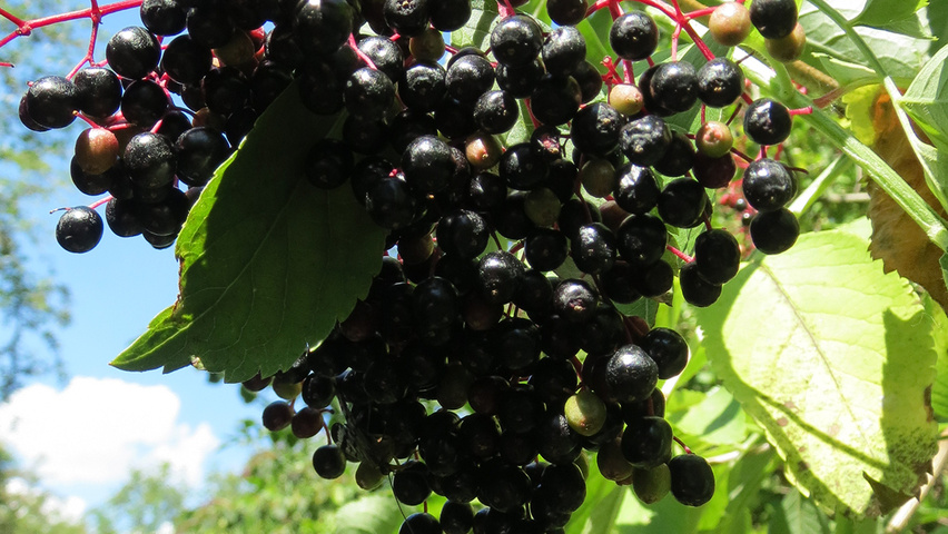 Sambucus nigra vrucht