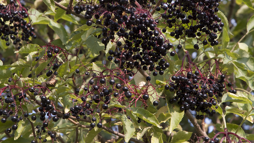 Sambucus nigra vrucht