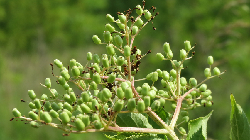 Sambucus nigra vrucht