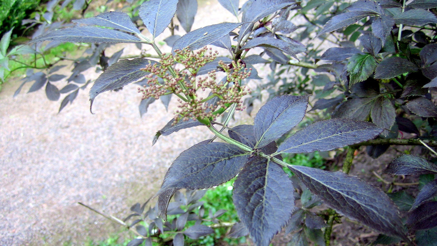 Sambucus nigra 'Guincho Purple' liście