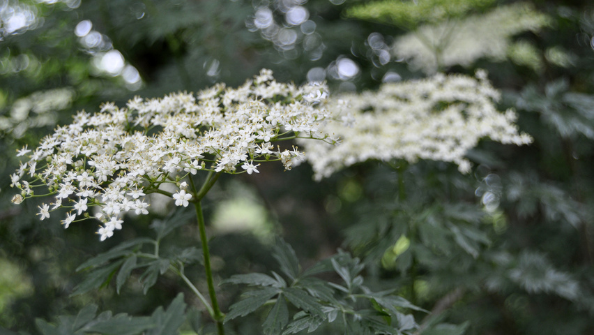 Sambucus nigra 'Laciniata' цветки