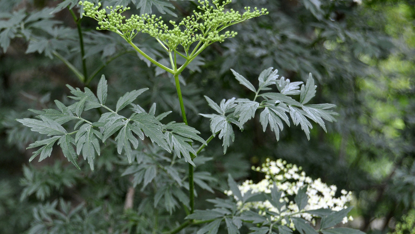 Sambucus nigra 'Laciniata' цветки