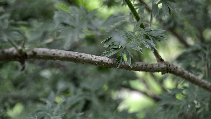 Sambucus nigra 'Laciniata' ветви