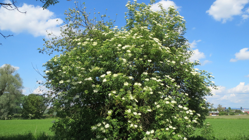 Sambucus Nigra () Sambucus Nigra