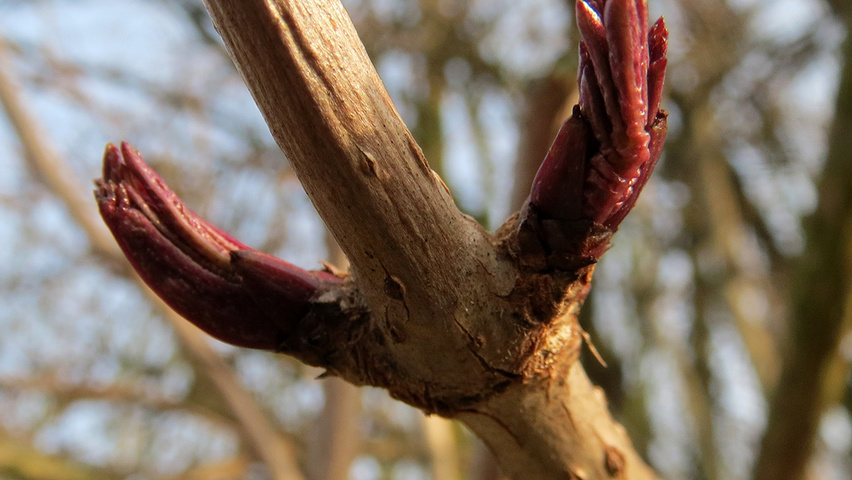 Sambucus nigra twijgen