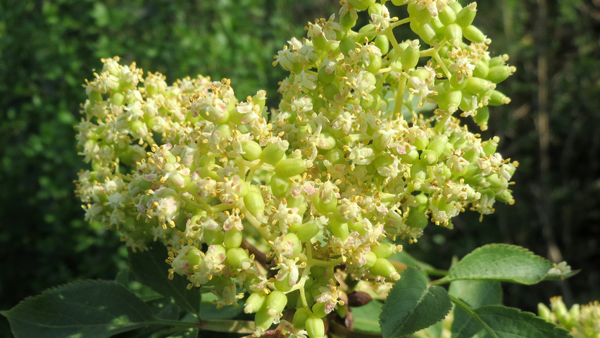 Sambucus racemosa Blumen