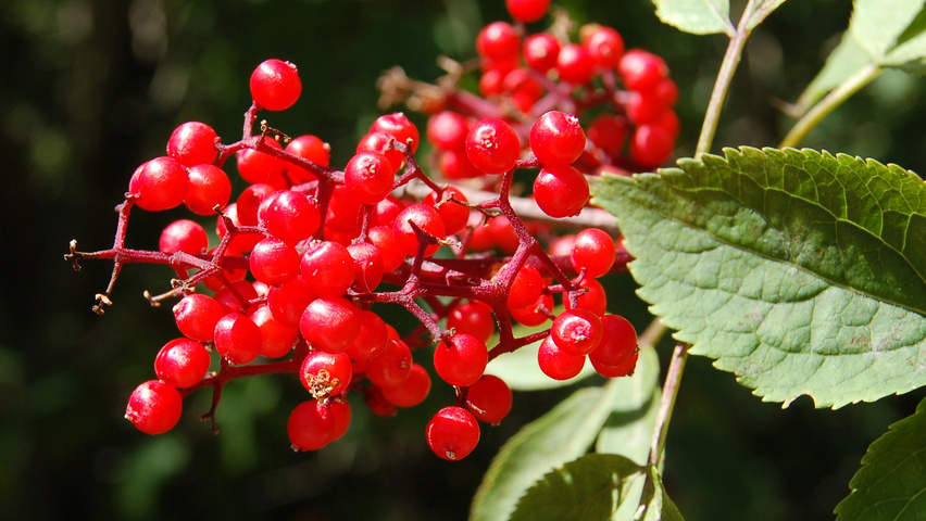 Sambucus racemosa Frucht