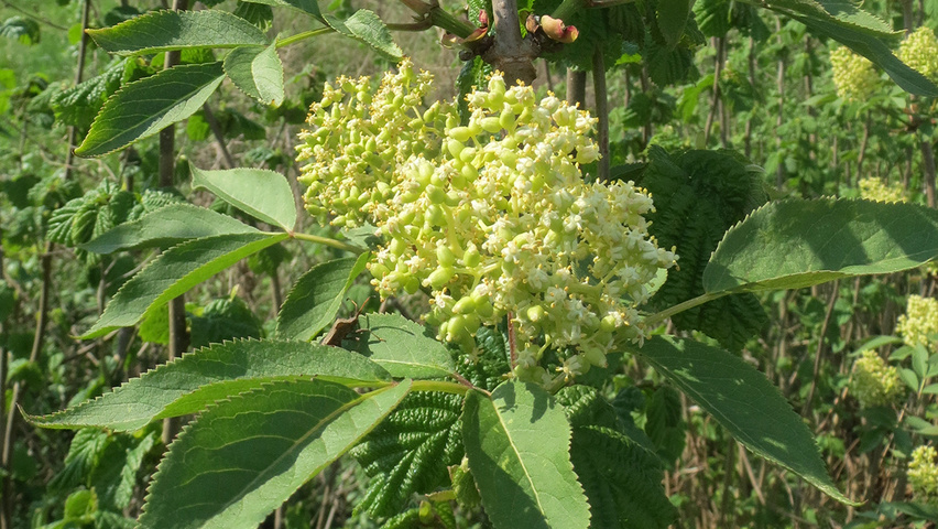 Sambucus racemosa Blatt