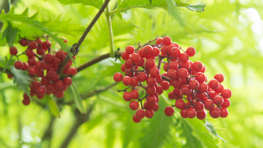 Sambucus racemosa 'Plumosa Aurea' owoce