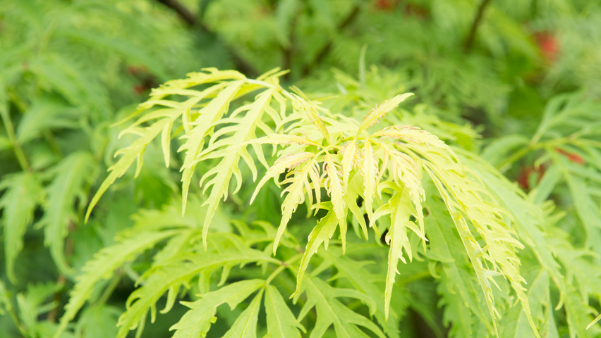 Sambucus racemosa 'Plumosa Aurea' liście