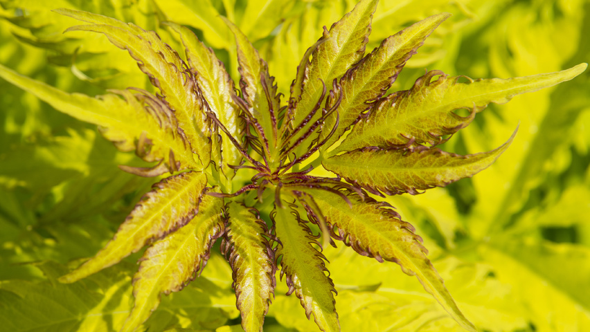 Sambucus racemosa 'Plumosa Aurea' liście