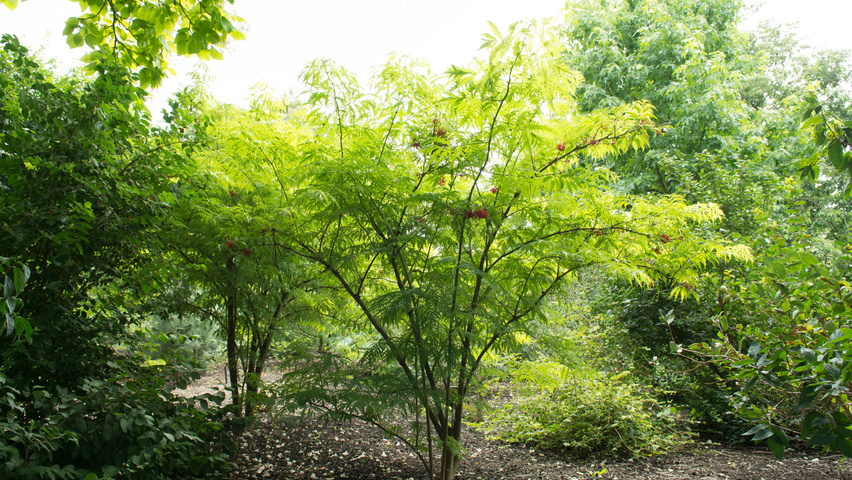 Sambucus racemosa 'Plumosa Aurea' krzewy soliterowe