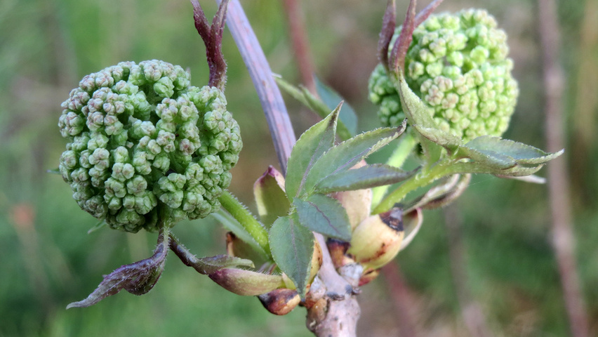 Sambucus racemosa Zweige