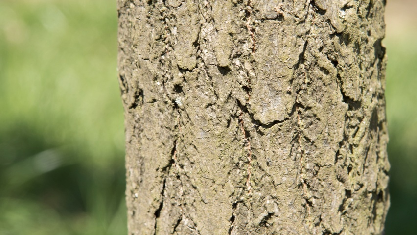 Sassafras albidum kora