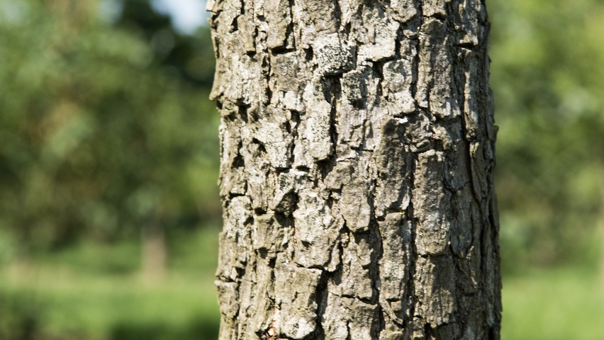 Sassafras albidum kora