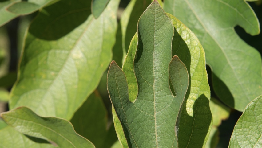 Sassafras albidum liście
