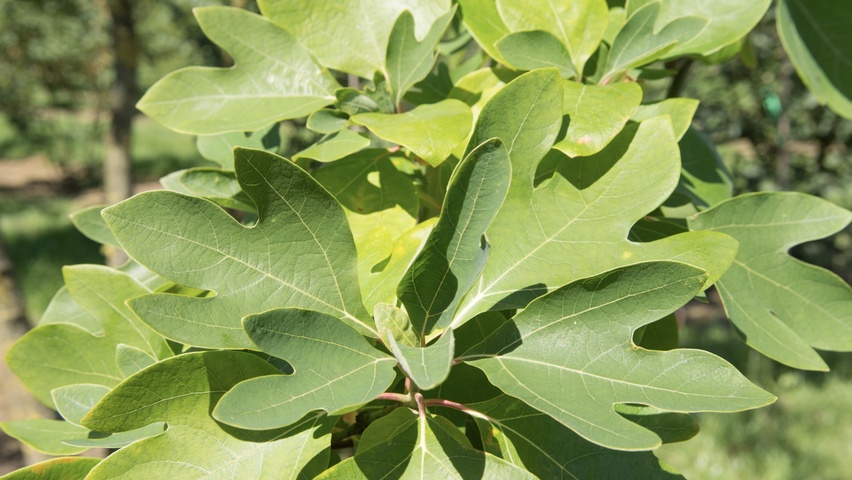 Sassafras albidum liście