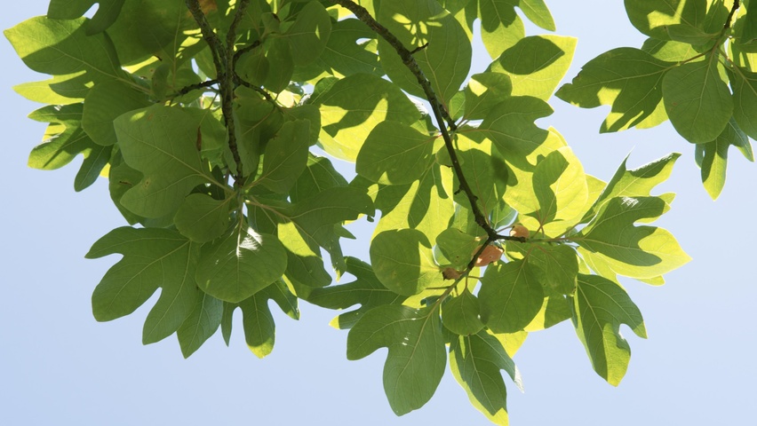 Sassafras albidum liście