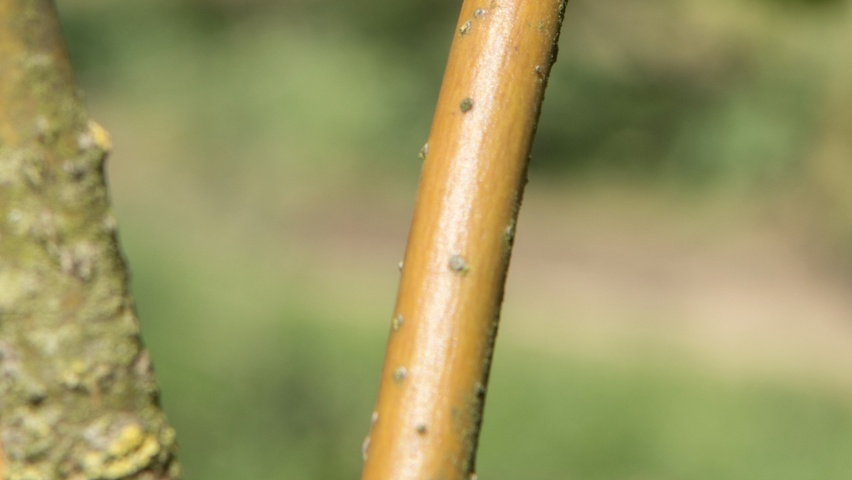 Sassafras albidum pędy